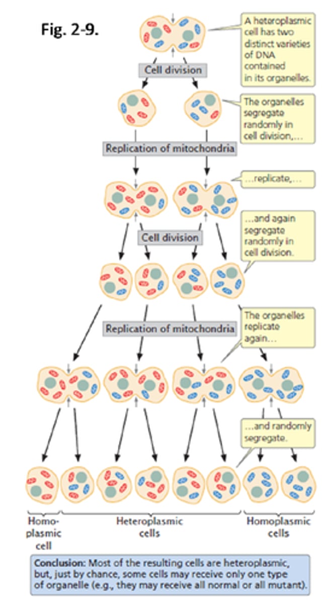 <p>Random segregation of organelles into progeny cells in cell division. If two or more versions of an organelle are present in the original cell, chance determines the proportion of each type that will segregate into each progeny cell.</p>