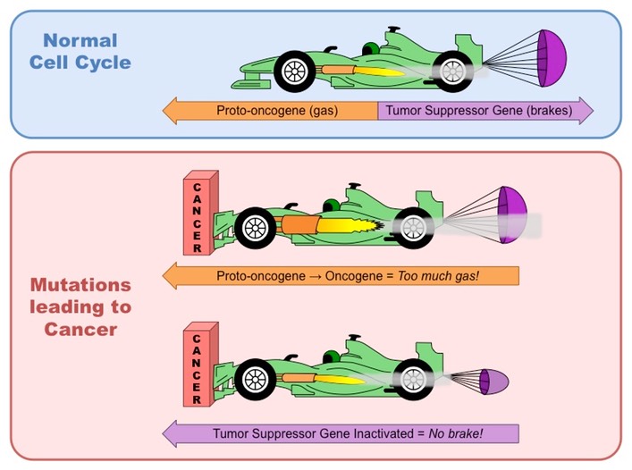 <p>code for proteins that stimulate the cell cycle and promoto cell growth</p>