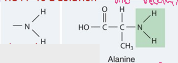 <p>group (-NH<sub>2</sub>), a functional group found in amino acids that acts as a base by accepting an [H<sup>+</sup>] from a solution. And becomes a positively charged (NH3<sup>+</sup>) ion.</p>