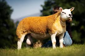 <p>meat/ medium wool breeds</p>