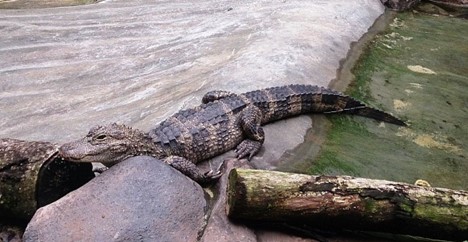 Alligator sinensis