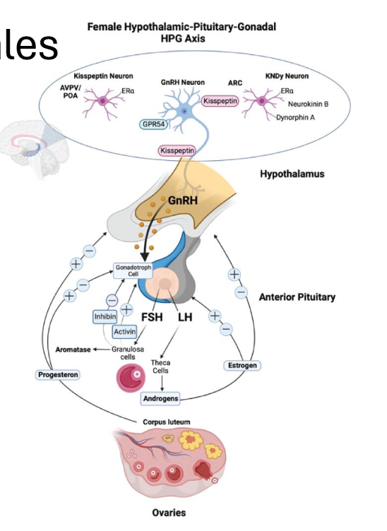<p><span style="color: rgb(0, 0, 0);"><span>•</span><strong><span> FSH:</span></strong><span> stimulates follicle growth &amp; granulosa (turn antrogen → Estrogen) activity</span></span><span style="color: rgb(0, 0, 0);"><br></span><span style="color: rgb(0, 0, 0);"><strong><span>• LH:</span></strong><span> stimulates theca (androgen → turn antrogen → estrogen) cells,</span></span><span style="color: red;"><span> triggers ovulation</span></span><span style="color: rgb(0, 0, 0);"><br></span><span style="color: rgb(0, 0, 0);"><strong><span>• Estrogen:</span></strong><span> promotes growth of endometrium; </span></span><span style="color: red;"><span>positive feedback for LH surge</span></span><span style="color: rgb(0, 0, 0);"><strong><br></strong></span><span style="color: rgb(0, 0, 0);"><strong><span>• Progesterone:</span></strong><span> </span></span><span style="color: red;"><span>stabilizes endometrium, inhibits GnRH/FSH/LH post-ovulation</span></span></p>