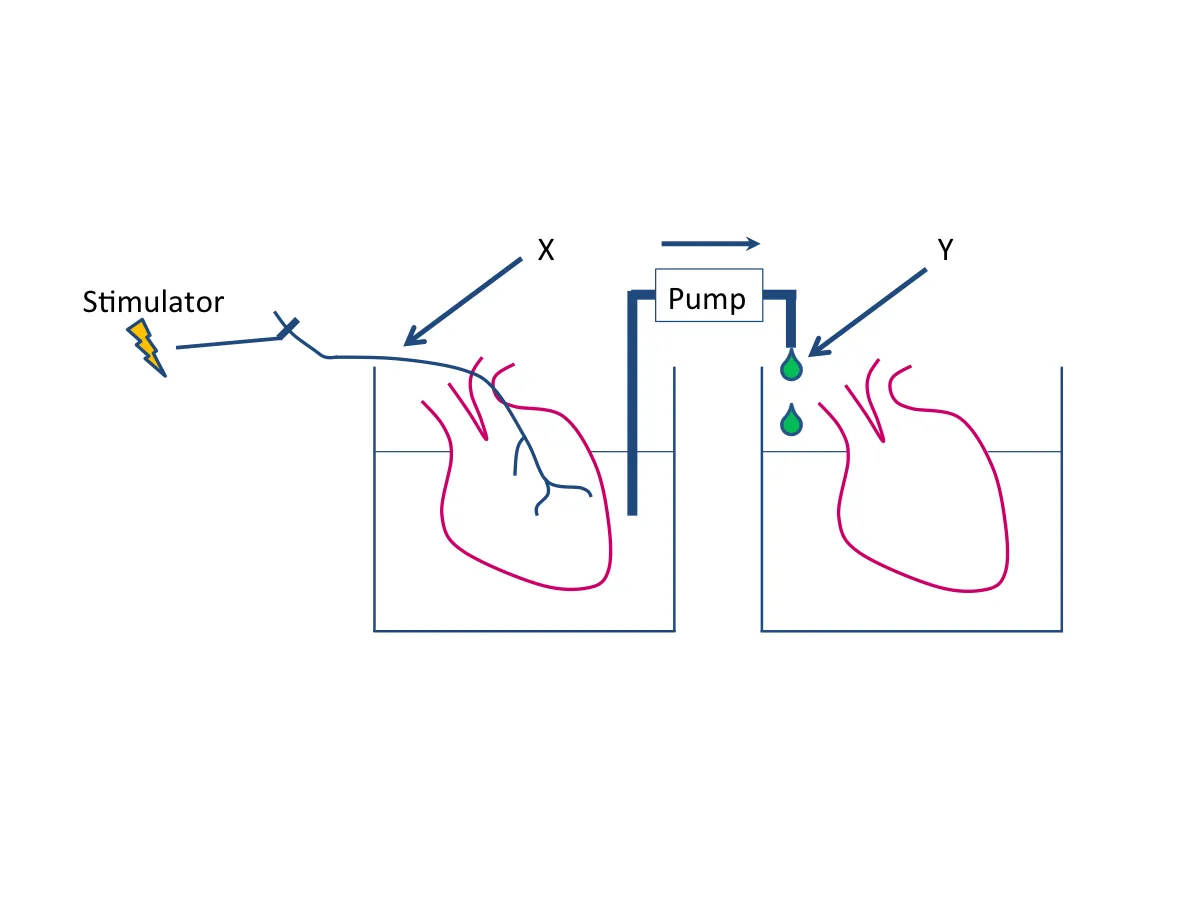 <ul><li><p>vagus substance released by heart with vagus nerve slows down heart without vagus nerve</p></li><li><p>acetylcholine neurotransmitter released by vagus nerve influences contraction </p></li></ul><p></p>