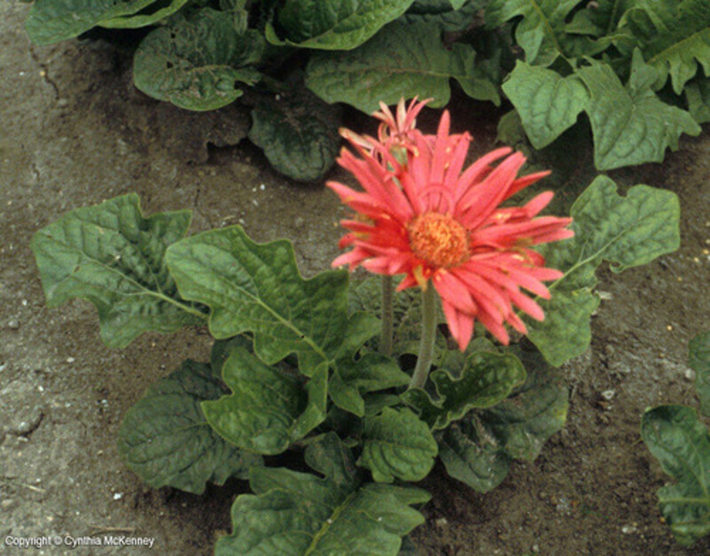 <p>Flowers come in a variety of colors</p><p>Stays low to the ground</p><p>No visible stem except flower "stem"</p>