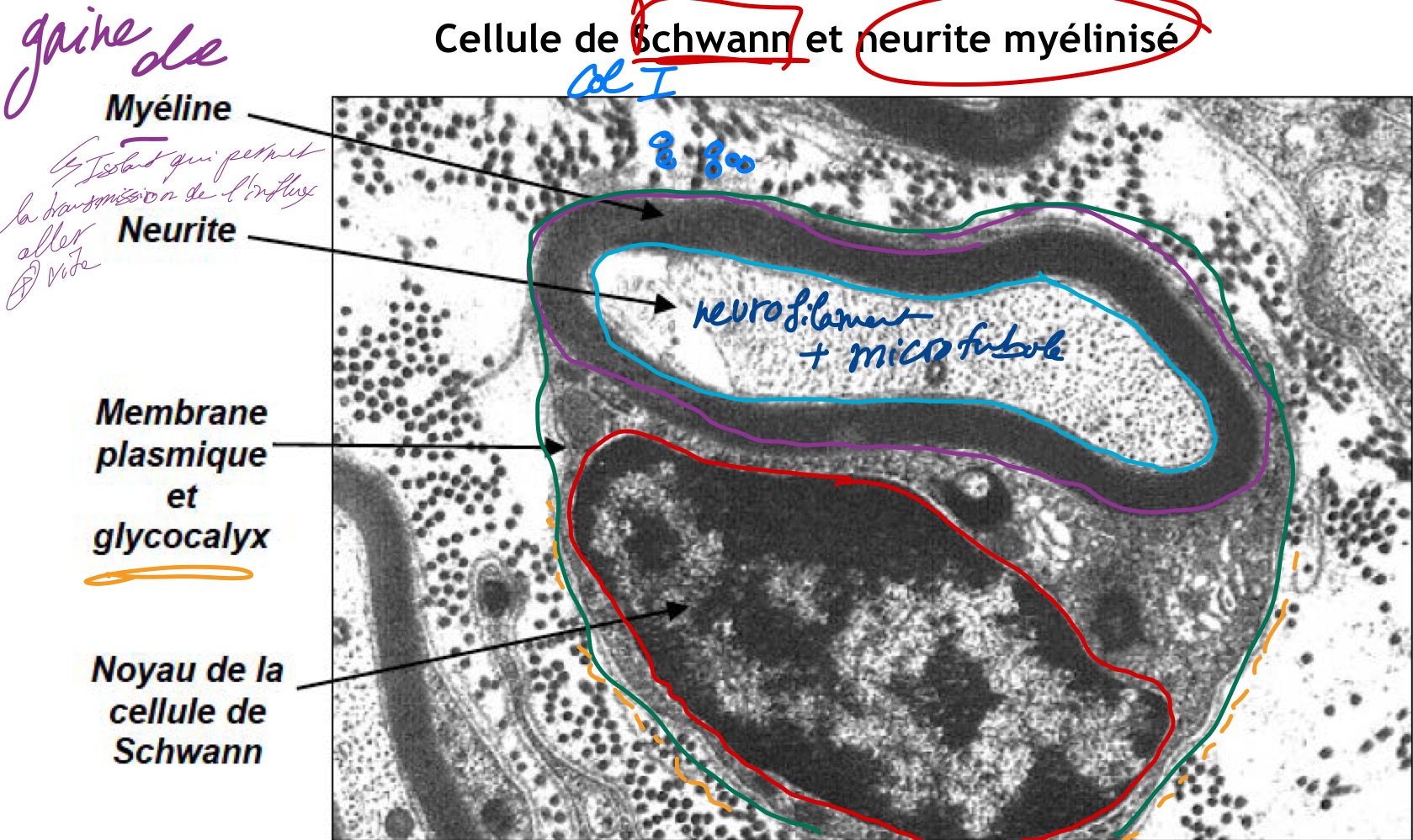 <p>ME </p><p>Gaine de myéline autour du neurite </p><p>Membrane plasmique et glycocalyx </p><p>Noyau de cellule de Schwann </p><p>Collagène de type 1 </p>