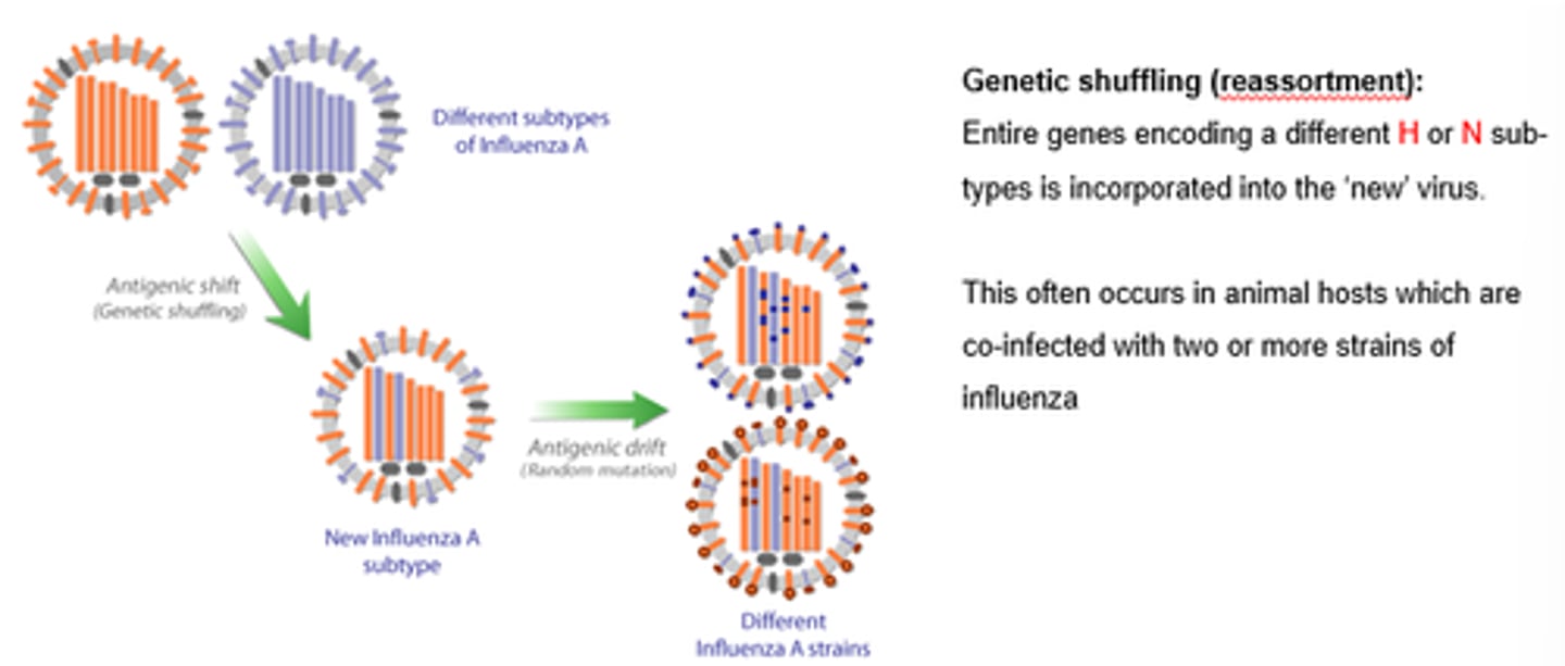 <p>Sudden and unpredictable mutation</p><p>2 or more different virus strains combine to form a new subtype of HA/NA</p><p>Accumulation of amino acid mutations that allow H to escape neutralising antibodies</p><p></p>
