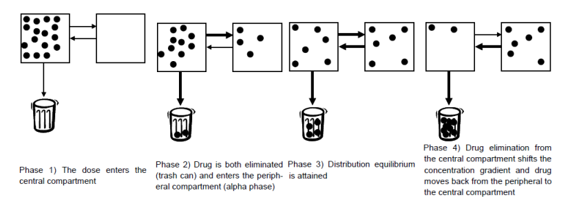 <p>1) the drug in given and it stays in the concentration </p><p>2) drug diffuses to the other less perfused tissue and is eliminated from the central compartment </p><p>3) the volume of the two reaches EQ</p><p>4) The central concentration is less that the less perfused tissue be.</p>