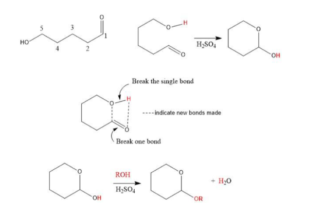 <ul><li><p>hydroxyl group is looped to carbonyl group</p></li><li><p>bonds break to form cyclic, H goes goes to double-bonded O</p></li></ul>