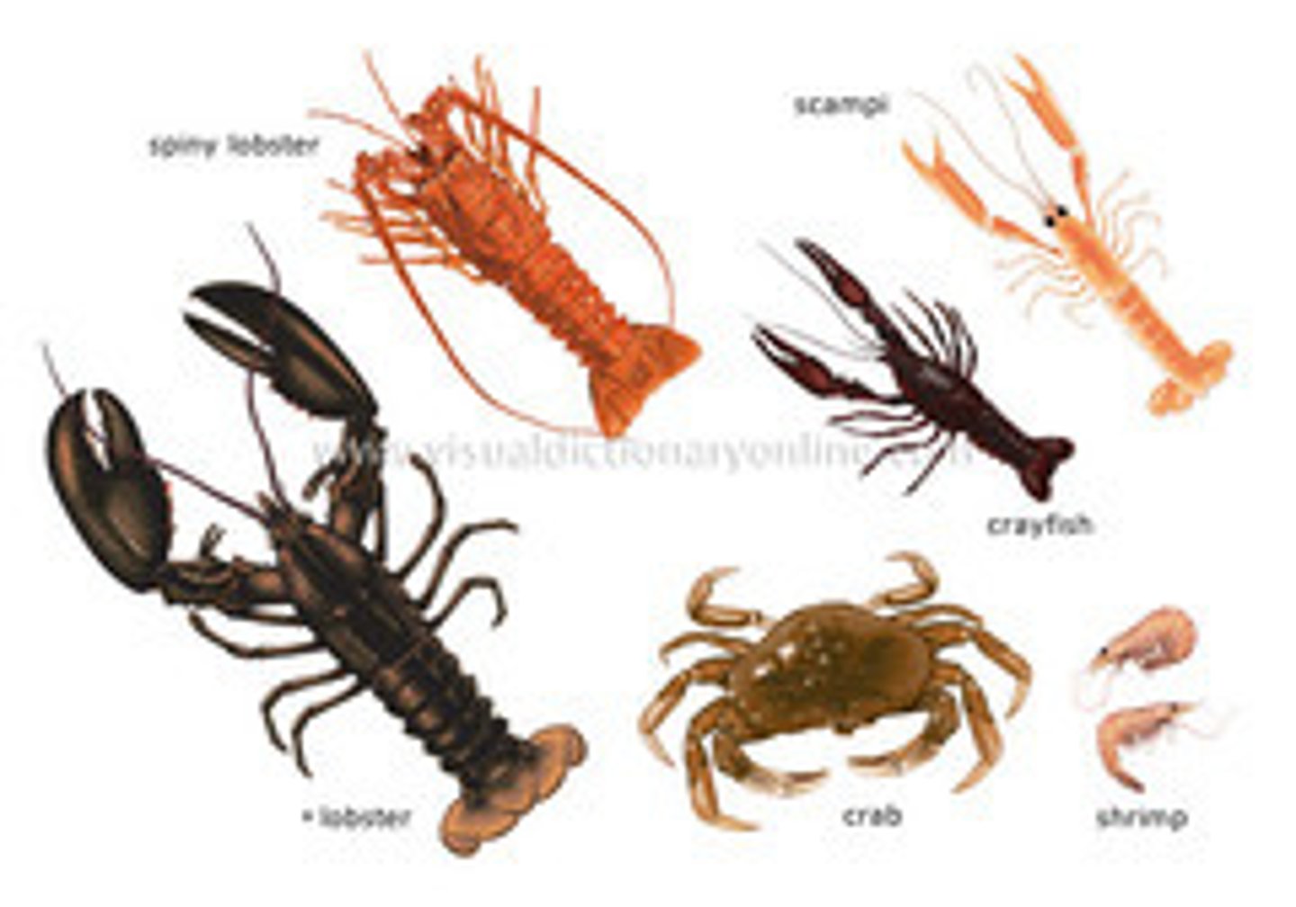 <p>a large class of arthropods, including crayfish, shrimp, barnacles, crabs and lobsters</p>