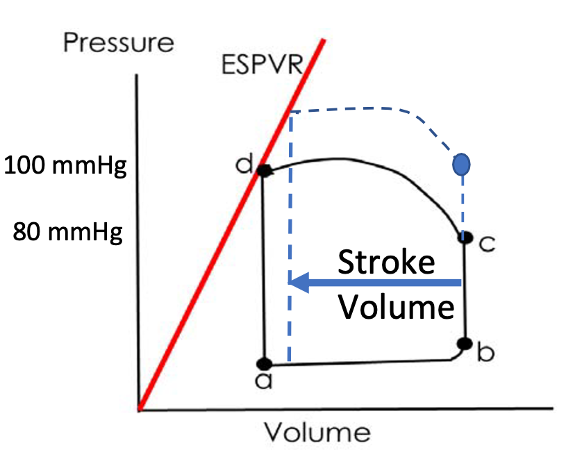 <ol><li><p>Afterload inversely related to stroke volume</p></li><li><p>Ventricle has to work (contract) harder to overcome higher aortic pressure</p></li><li><p>Afterload: pressure at C</p></li><li><p>Arterial Blood Pressure = Afterload</p></li></ol>