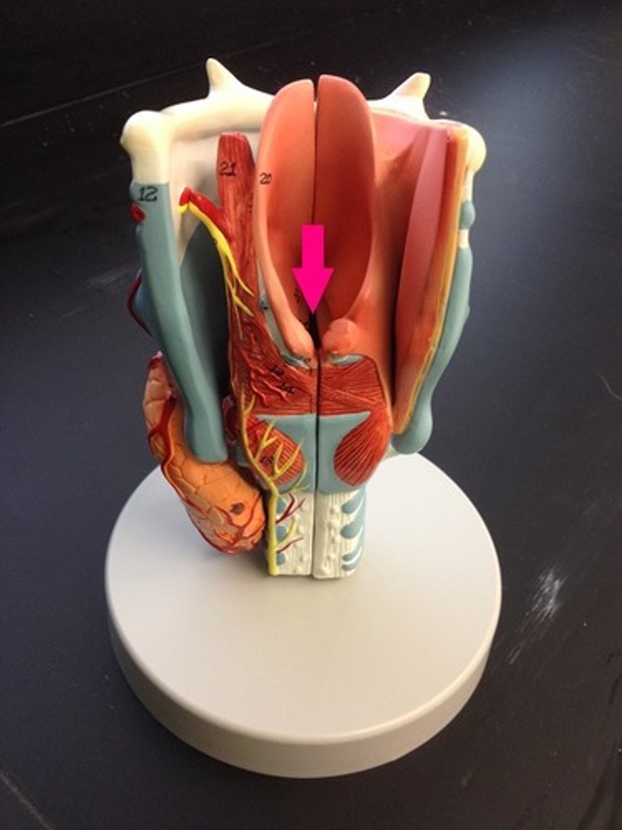 <p>space between the vocal folds and can be regarded as the entrance to the larynx</p>