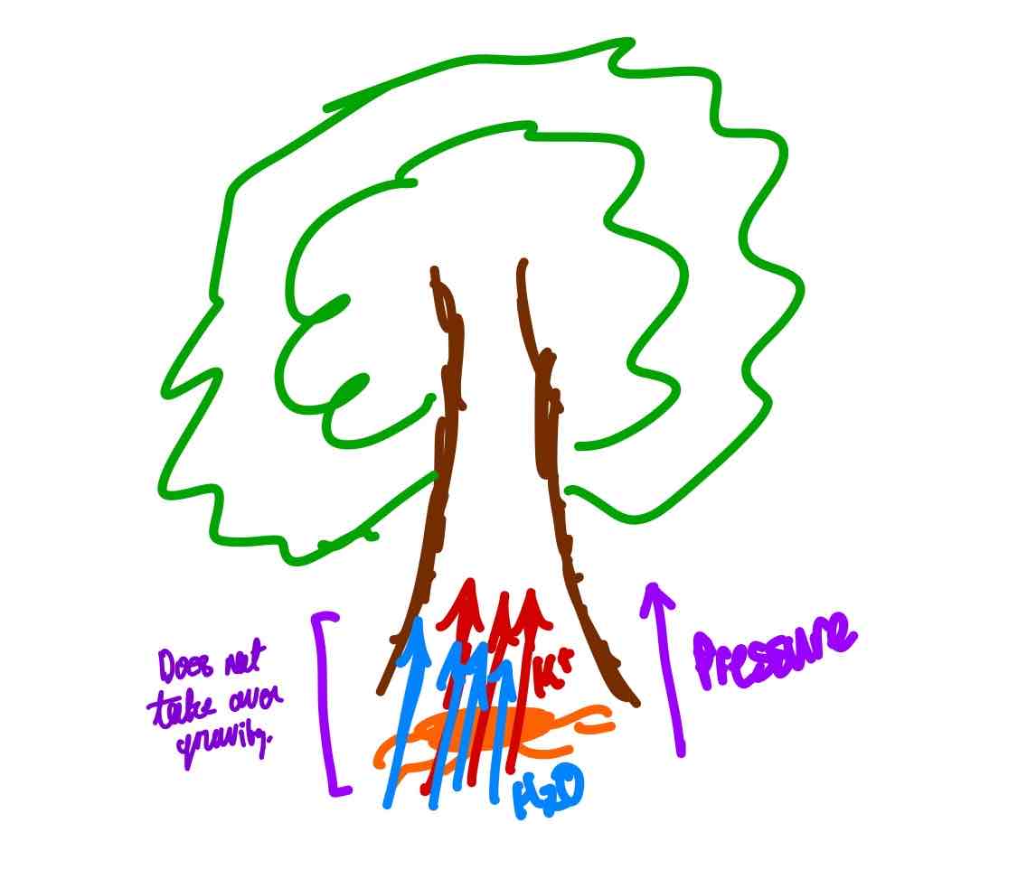 <ol><li><p>Stomata closes.</p></li><li><p>Transpiration stops (usually occurring at night).</p></li><li><p>Endodermis actively transports solutes into the stele.</p></li><li><p>Water follows due to accumulation of negative water potential in stele.</p></li></ol>