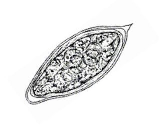 <p><em>Schistosoma haematobium</em></p>