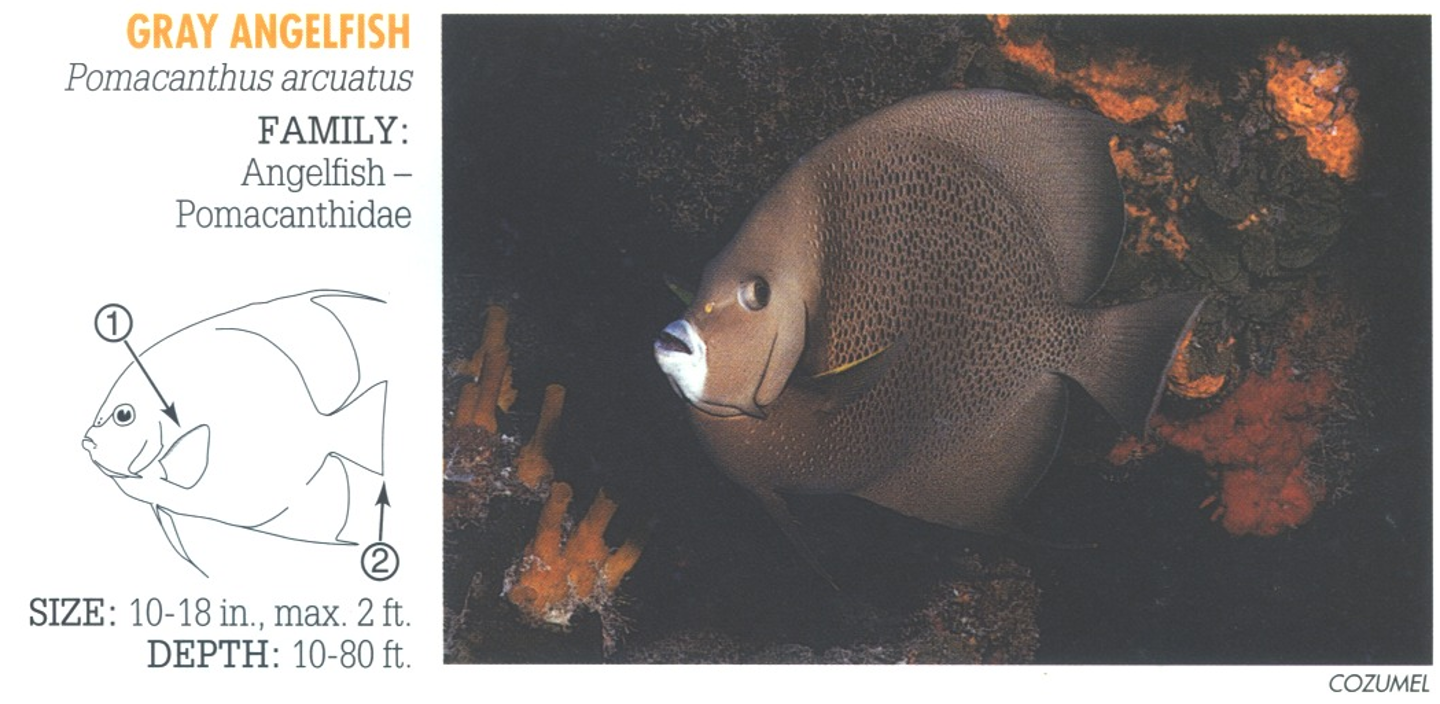 <p><span>1. Yellow inner face of pectoral fin. 2. Square-cut tail.</span></p>