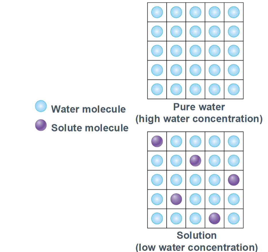 <p>total solute concentration of a solution</p>