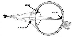 <p><em>What is the role of the lens in vision? </em></p>