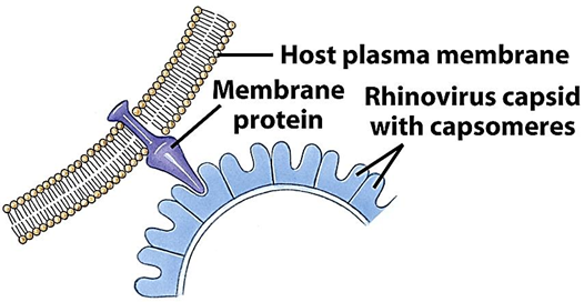 <p><strong>ICAM-1</strong> <strong>receptor</strong> for cell entry.</p>