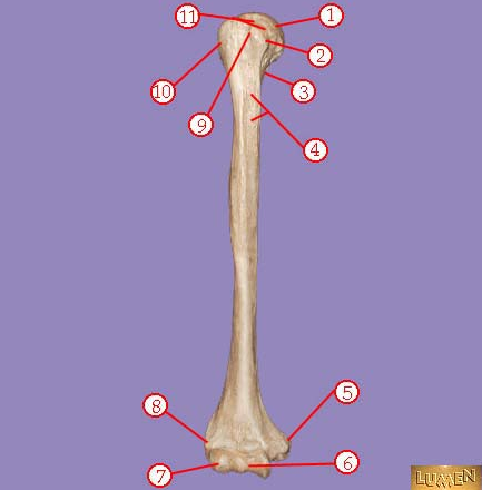 <p><span>Identify bone marking number 6.&nbsp;</span></p>