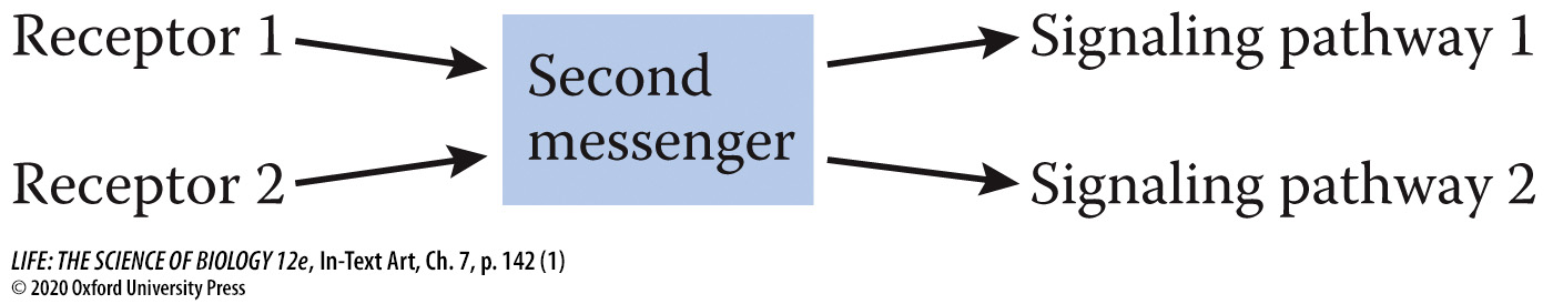 <p>Second messengers are often involved in <strong>crosstalks</strong> between different signaling pathways.</p>