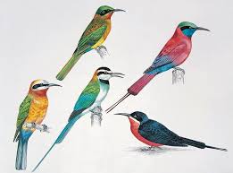 <p>i cinque uccelli</p>