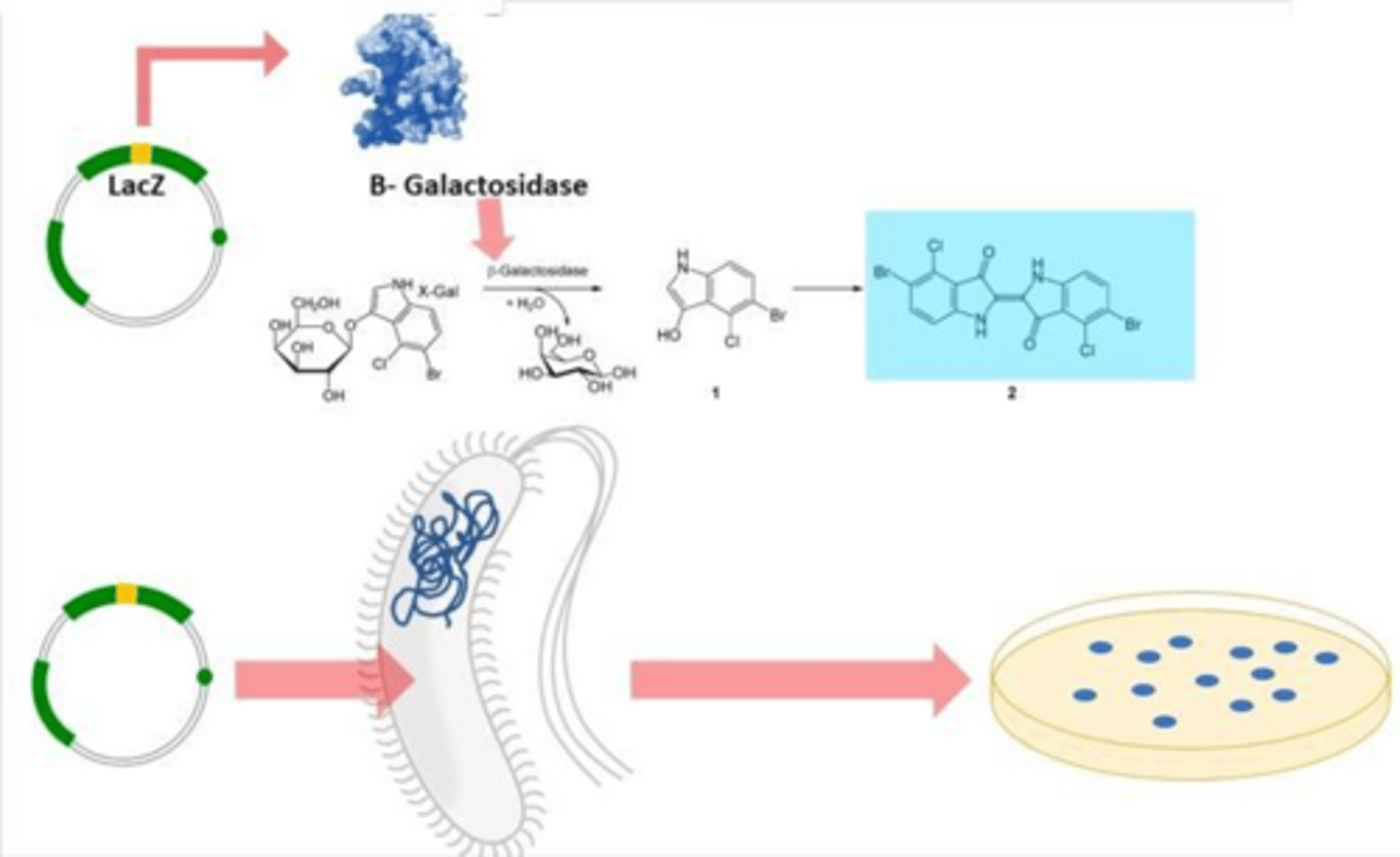 <p>It codes for part of the B-galactosidase enzyme, which is used for blue-white screening.</p>