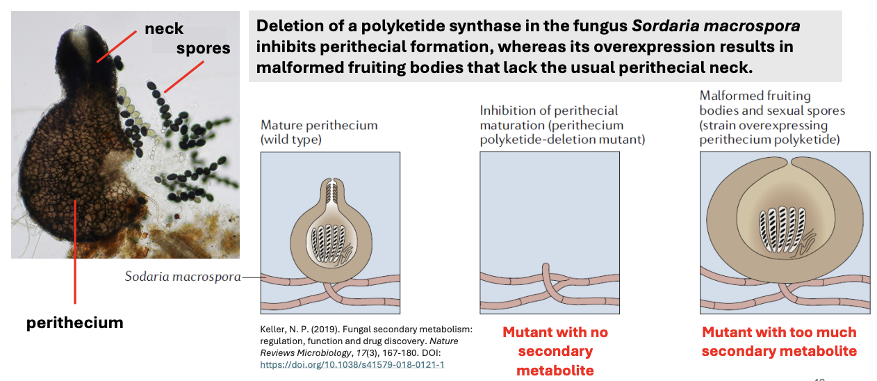 <ul><li><p><strong>Expression of polyketide synthase</strong> affects <strong>perithecial </strong>(fruiting body/ascocarp)<strong> formation in <em>Sordaria macrospora</em></strong><em>,</em> such that</p></li><li><p><u>Deletion of polyketide synthase</u> inhibits perithecial formation; thus fungi have to rely on mitospores (asexual rep)</p></li><li><p>Meanwhile, <u>overexpression</u> led to malformed spores and fruiting bodies lacking the usual perithecial neck</p></li></ul><p></p>