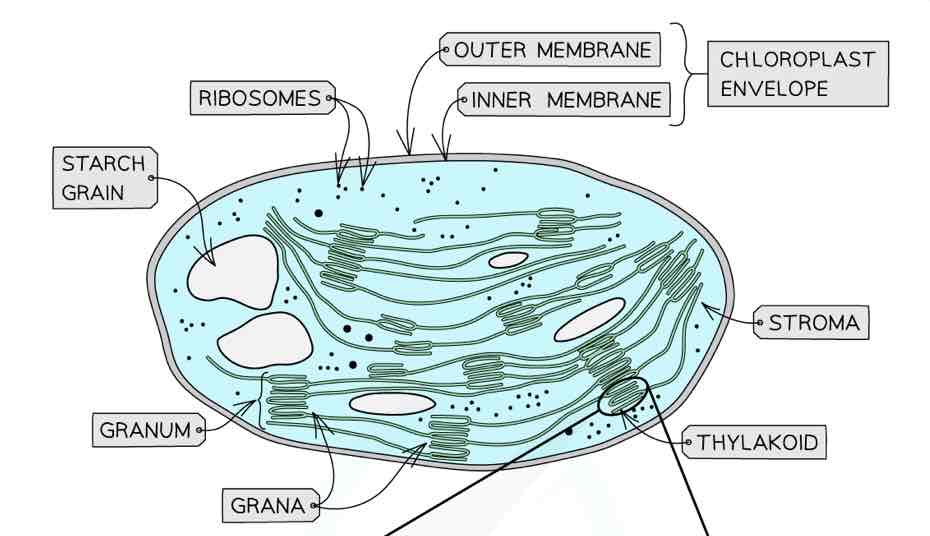 5.6 Photosynthesis 🌿 Flashcards Knowt