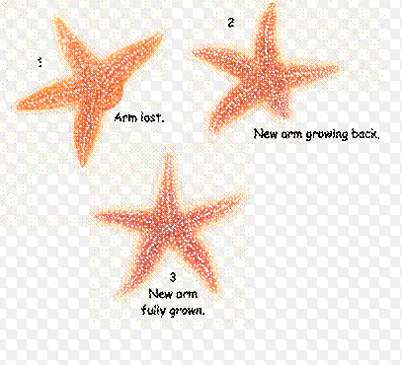 <p>It involves the breaking up of the original animal into small parts, each of which can then grow into a whole animal as seen in some corals, sea anemones and starfish.</p>