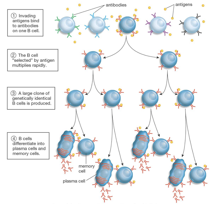 <p>Clonal selection theory</p>
