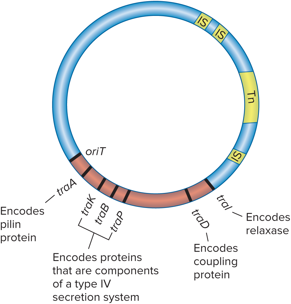 <p>A conjugative plasmid roughly 100,000 base pairs in length that bears the genes responsible for cell attachment and plasmid transfer between <em>E.coli</em> cells. Because it contains several IS elements that mediate plasmid recombination with the host cell chromosome, it is said to be an episome that can exist outside the chromosome or be integrated into it.</p>