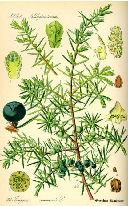 <p>Genevrier</p>