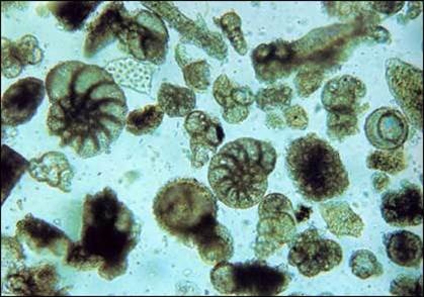 <p>- Look like sea shells</p><p>- Phylum Foraminifera</p><p>- Unicellular</p><p>- Calcium carbonate in test (shell)</p><p>- Psuedopodia extend out for feeding</p><p>3 multiple choice options</p>