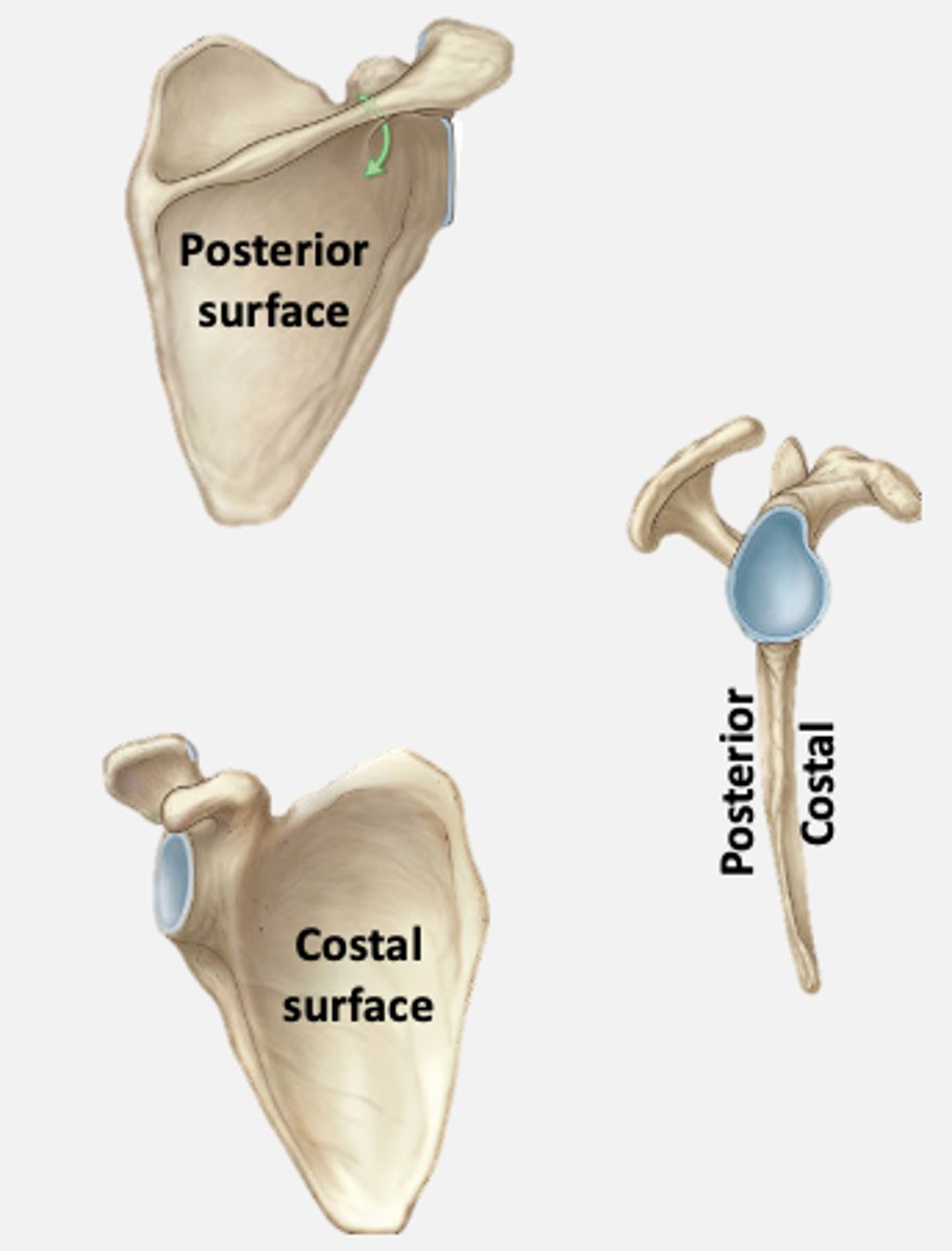 <p>- posterior (convex)</p><p>- costal (concave)</p><p>- lateral</p>