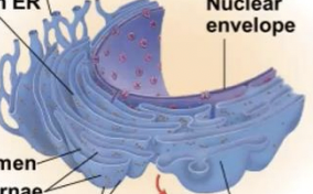 <p>accounts for more than half of the total membrane in many eukaryotic cells</p>