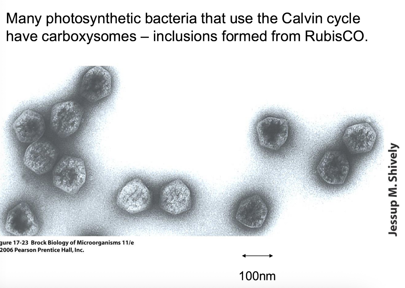 <p><strong>Carboxysomes are specialized organelles found in photosynthetic bacteria that contain the enzyme Rubisco.</strong> </p><p>They facilitate the fixation of carbon dioxide by providing a localized environment for the Calvin cycle, enhancing the efficiency of carbon fixation. </p>