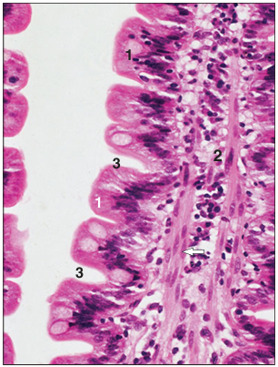 <p>Identify the structure:</p><p>Specie:</p><p>Parts:</p><p>1.__ 2.__ 3.__</p><p>Stain used:</p>