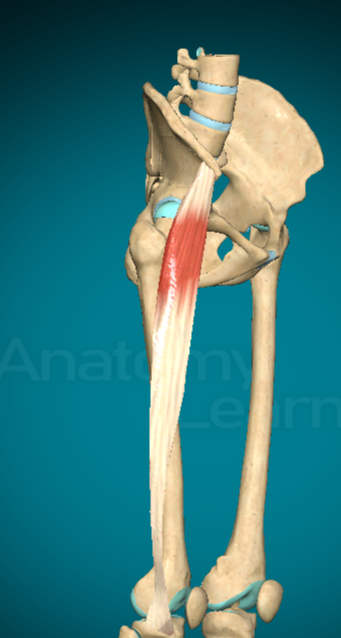 <p><strong>MUSCOLO FLESSORE DELLA FASCIA LATA</strong></p>
