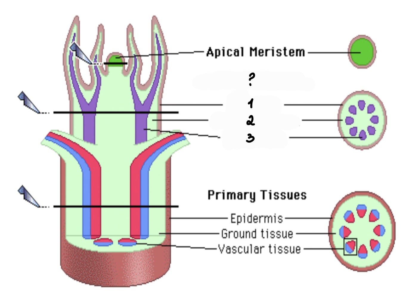 <p>• the meristem members Apical Meristem gives rise to (1) will become Epidermis (2) will become Ground tissue (3) will become Vascular tissue</p>