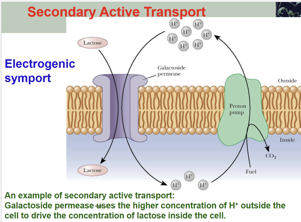 <p><span>An example of secondary active transport:</span><br><span>Galactoside permease uses the higher concentration of H+ outside the cell to drive the concentration of lactose inside the cell</span></p>