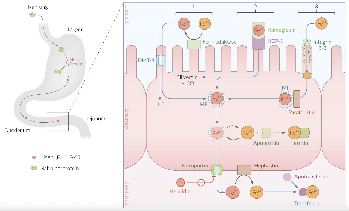 <p>B. Apotransferrin in blood plasma is normally less than 50% saturated with iron.</p>