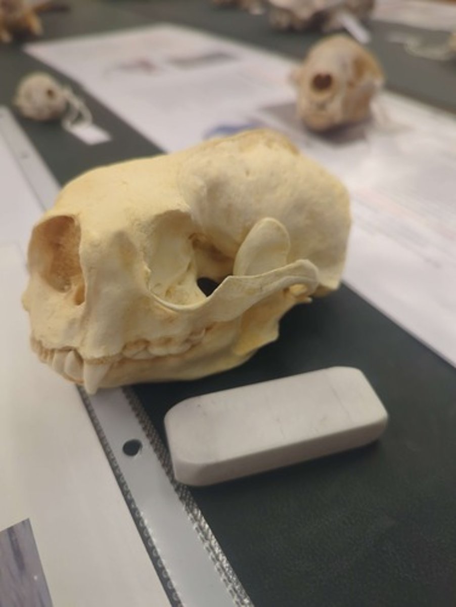 <p>What animal is this? Answer with "Skull" after animal name.</p>