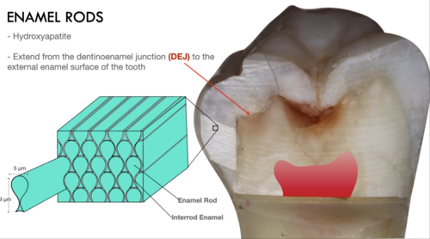 <p>Extend from the dentinoenamel junction (DEJ) to the external enamel surface of the tooth</p>
