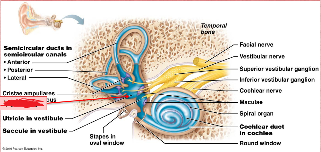 <p>inner ear<br>Its wall contains the membraous oval window.<br>Houses two portions of the membranous labyrith filled with endolymph, the utricle and saccule.</p>