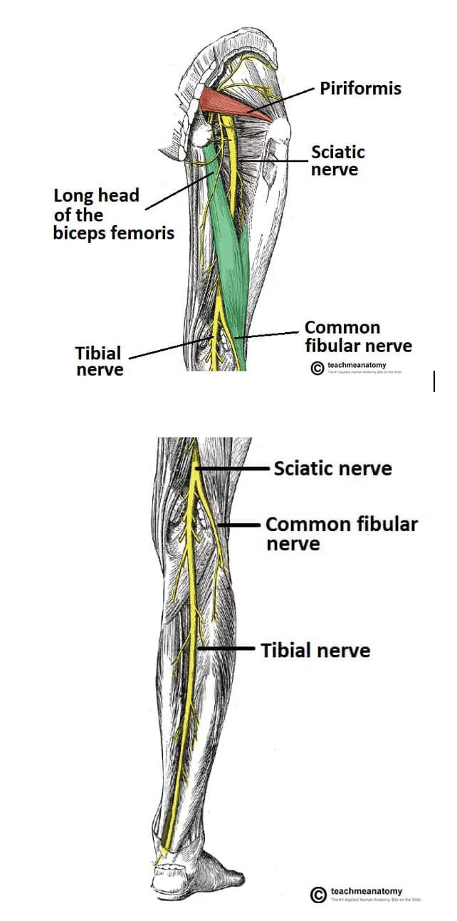 <ul><li><p>Sciatic nerve (sensory and motor)</p></li><li><p>Tibial nerve (sensory and motor)</p></li><li><p>Common fibular/peroneal nerve (motor) L4-S3</p></li></ul><p></p>