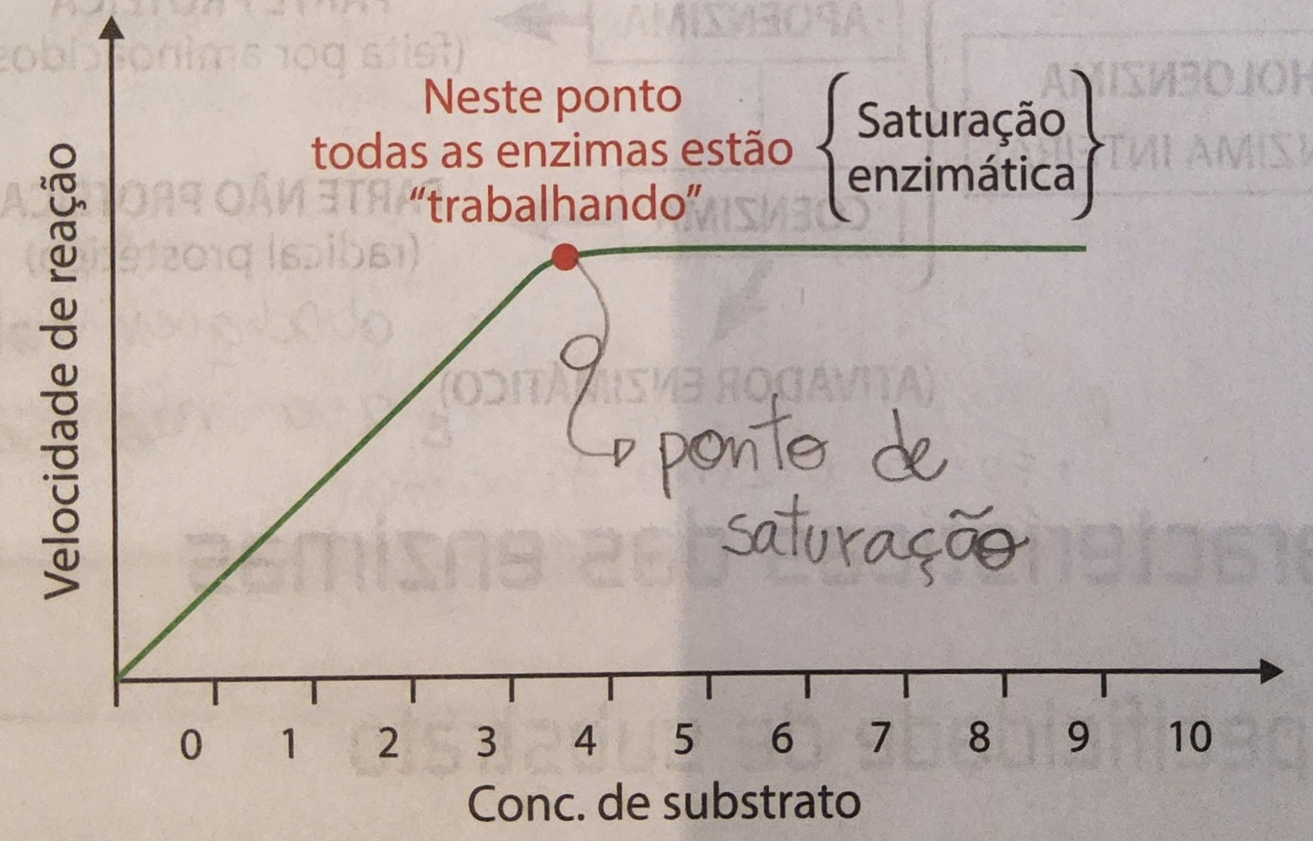 * à medida que se aumenta a concentração de um substrato no meio, aumenta-se a velocidade da reação, até atingir a velocidade máxima