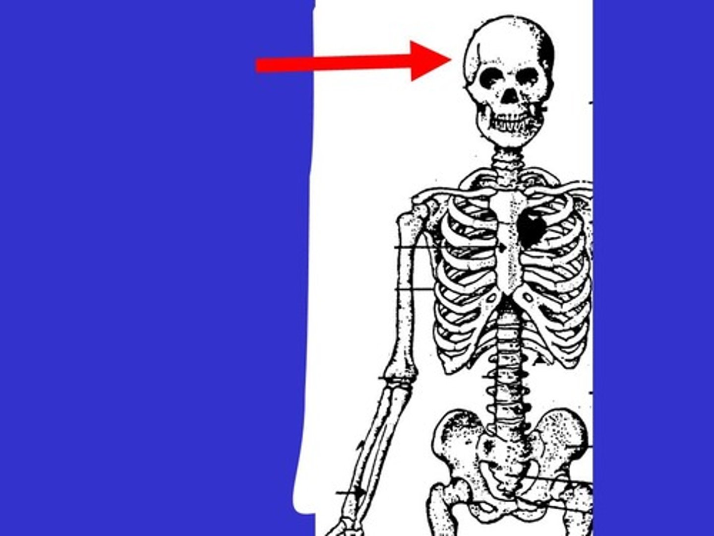 <p>Composed of a number of thick bones that fuse together to form a shell that holds and protects the brain</p>