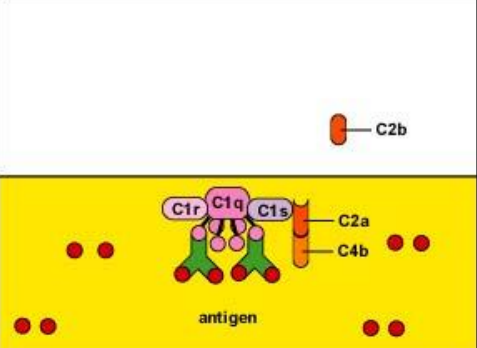 <ol><li><p>Antibody binds to the subunits</p></li><li><p>C1q, C1r, C1s subunits combine to form the enzyme C1</p></li></ol><p></p>