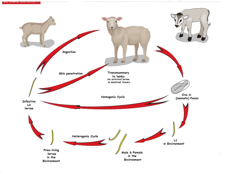 <p>life cycle of?</p>