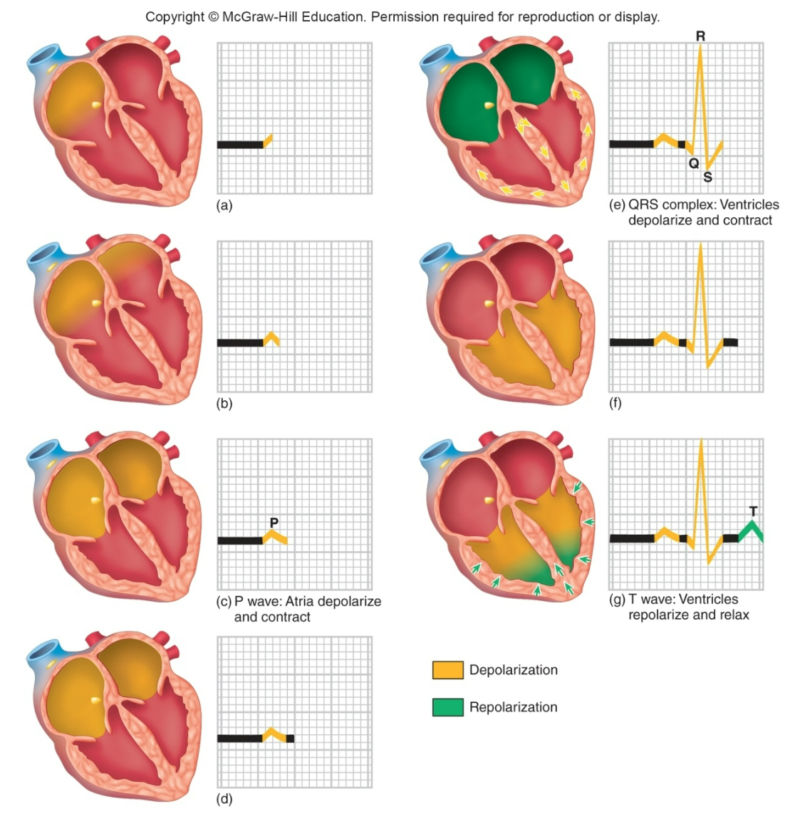 <ol><li><p>P wave</p></li><li><p>T wave</p></li><li><p>QRS complex</p></li></ol>