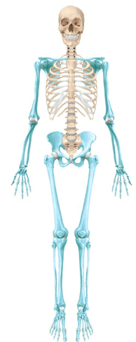 <p>Limbs, pelvis, scapula, and clavicle </p><p>126 bones</p>
